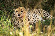 Cheetah with prey Masai Mara 
